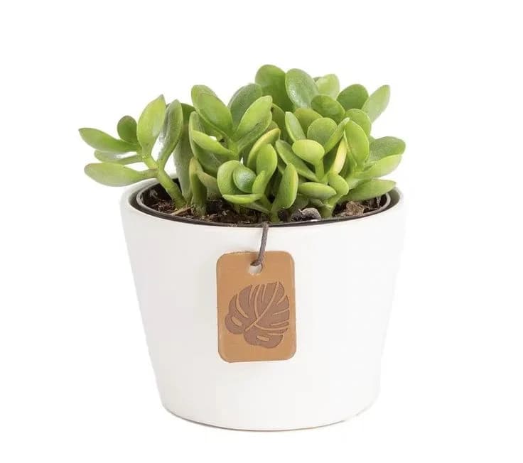 Jade Plant