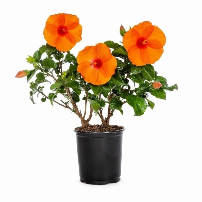 Hibiscus Plant
