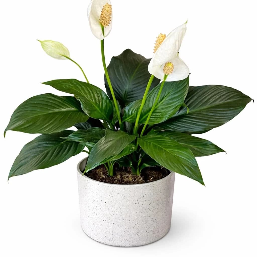 Peace Lily Plant