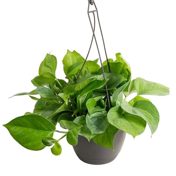 Hanging Plant Pot